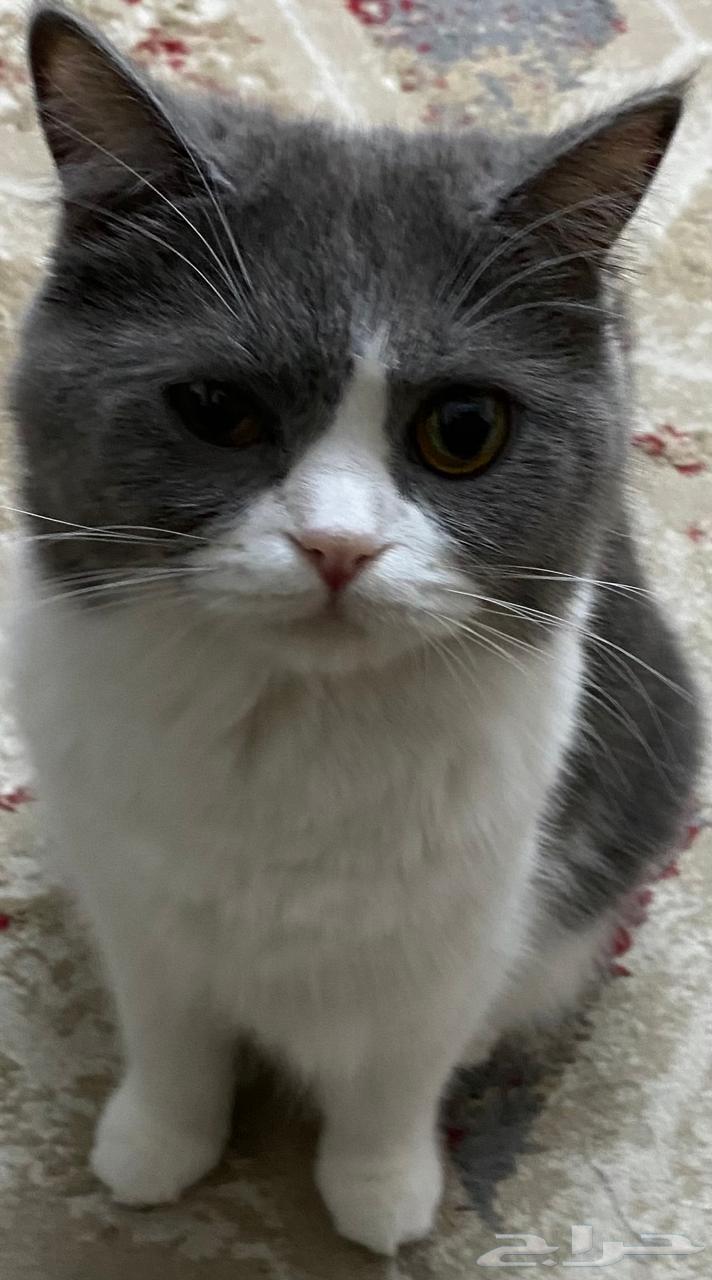 قطة للبيع64387899011329110