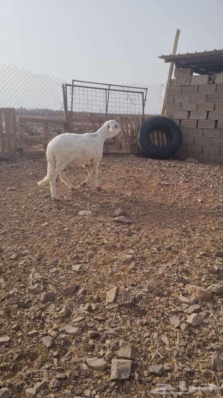 ساكني للبيع جذع64380390254338110