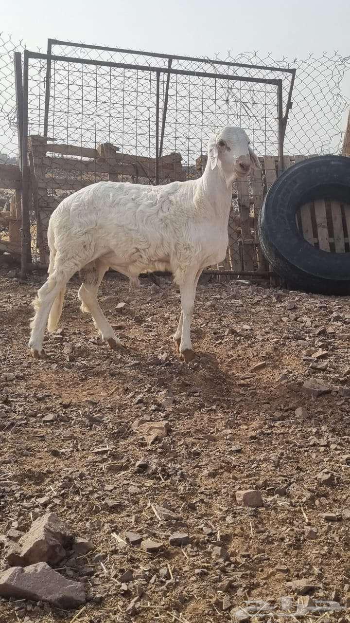 ساكني للبيع جذع64380390254338111