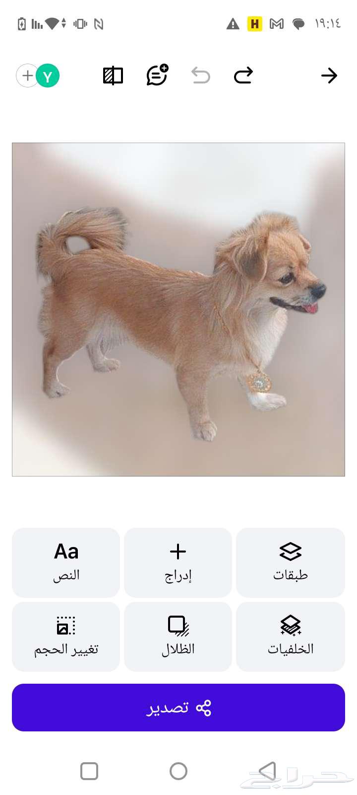 كلبه من نوع شيواوا المكسيكيه64388880765187113