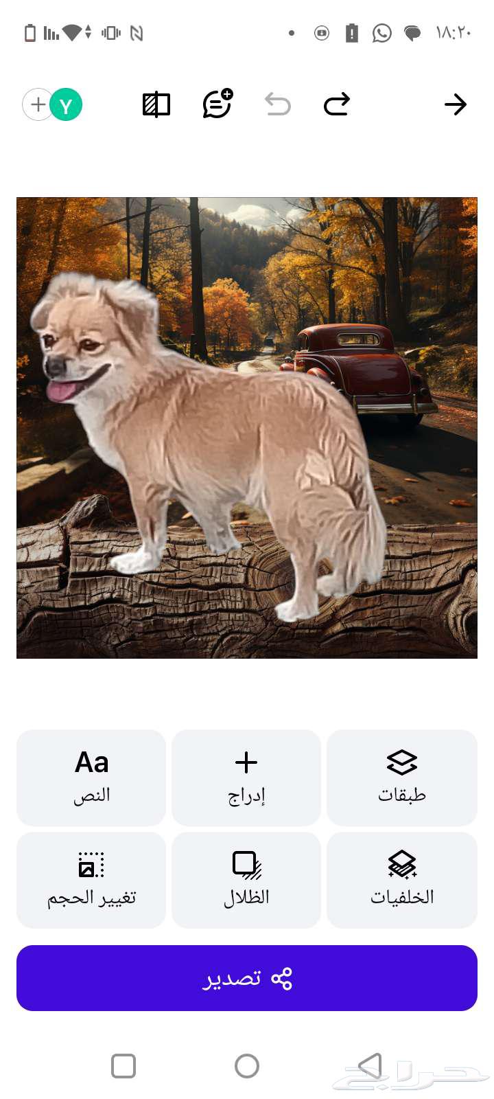 كلبه من نوع شيواوا المكسيكيه64388880765187111