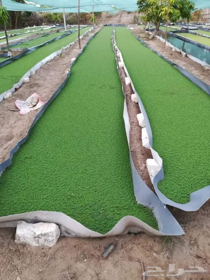 ازولا للبيع باحسن سعر64381232834435110