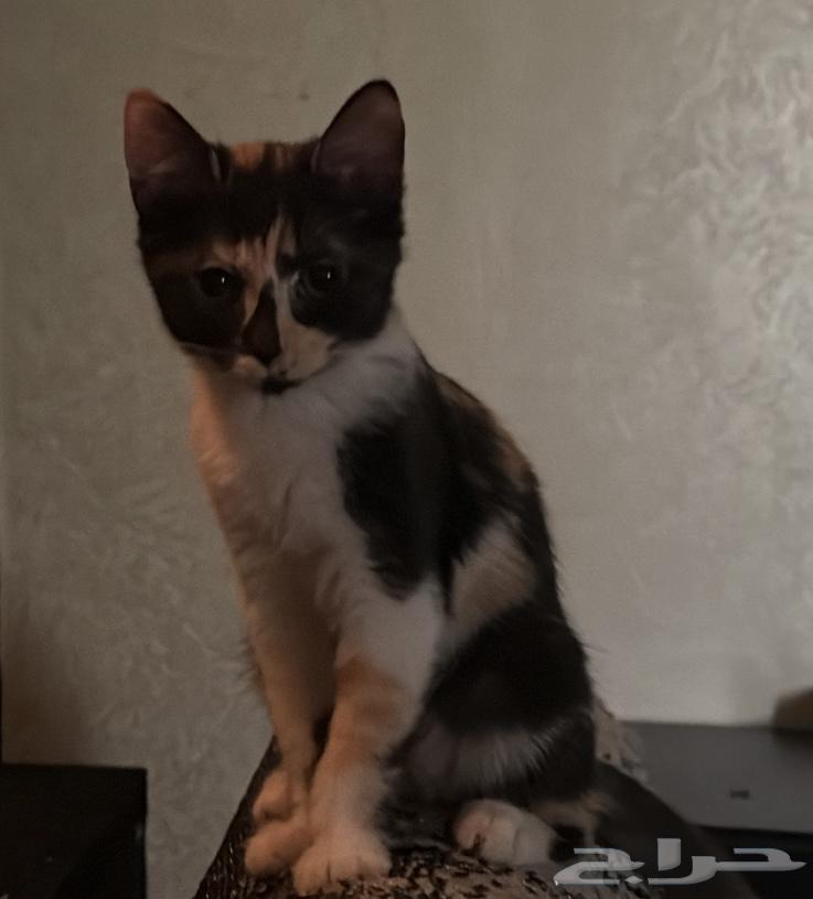 تبني قطط الرياض64380293456642110