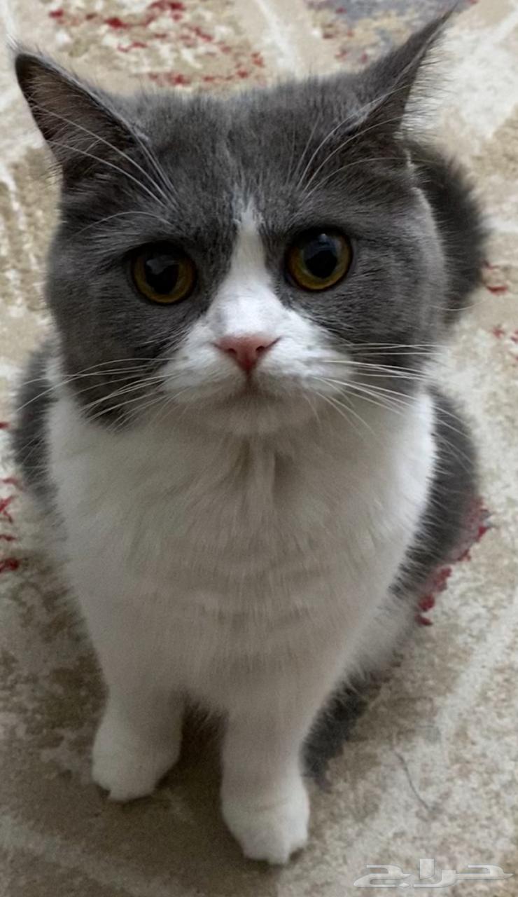 قطة للبيع64387899011329112