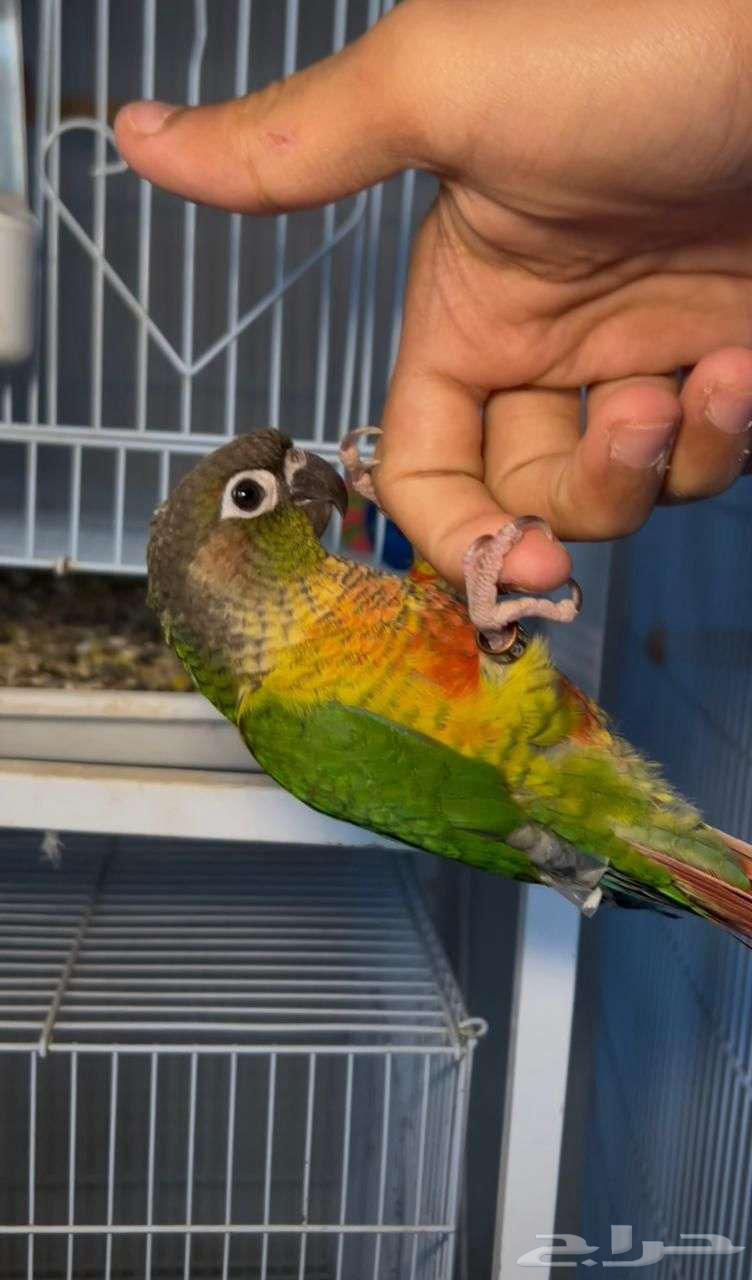 كنيورات اليفه بسعر مناسب64390458021379111