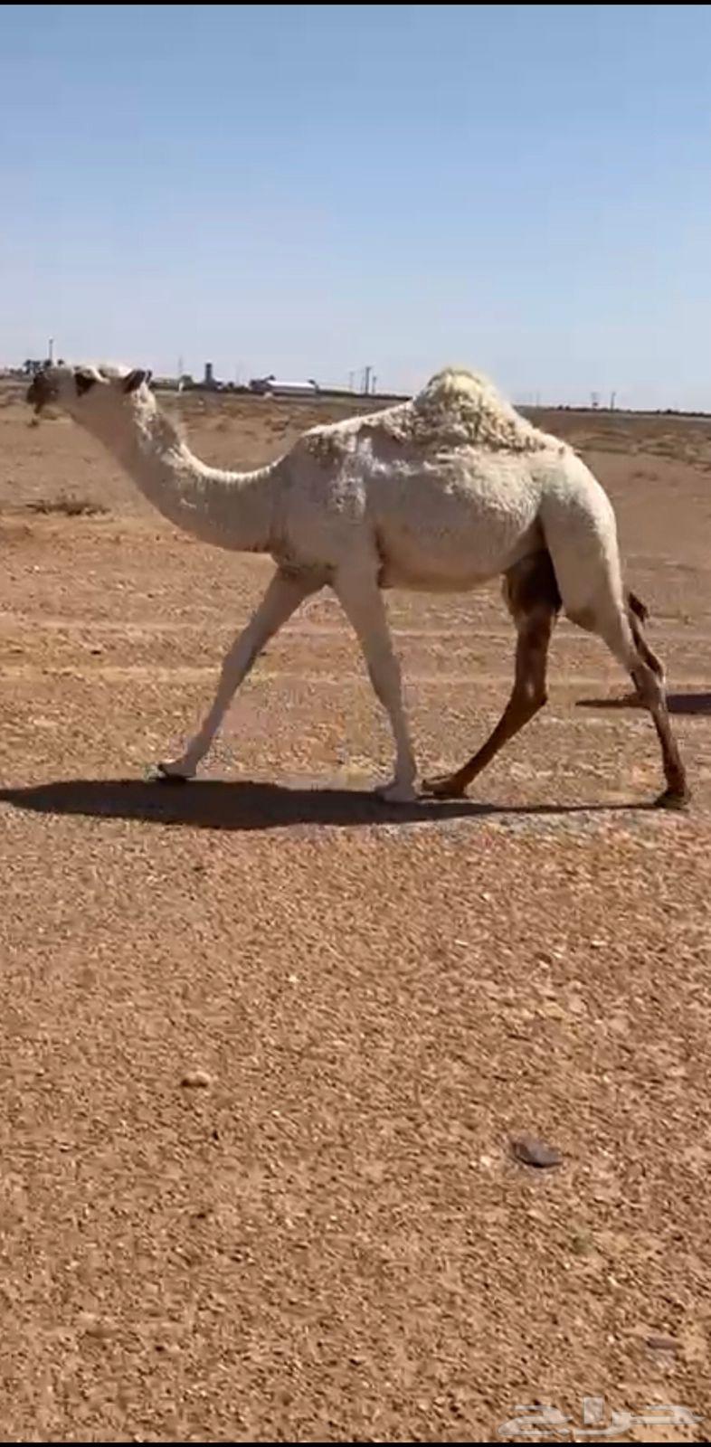 للبيع حواره حيسونيه64386417028739111