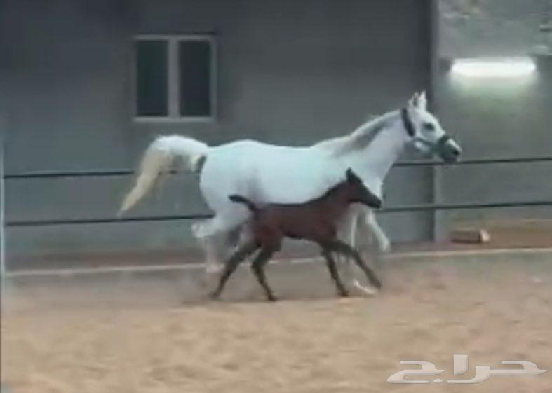 فرس مع مهره64389308518531110