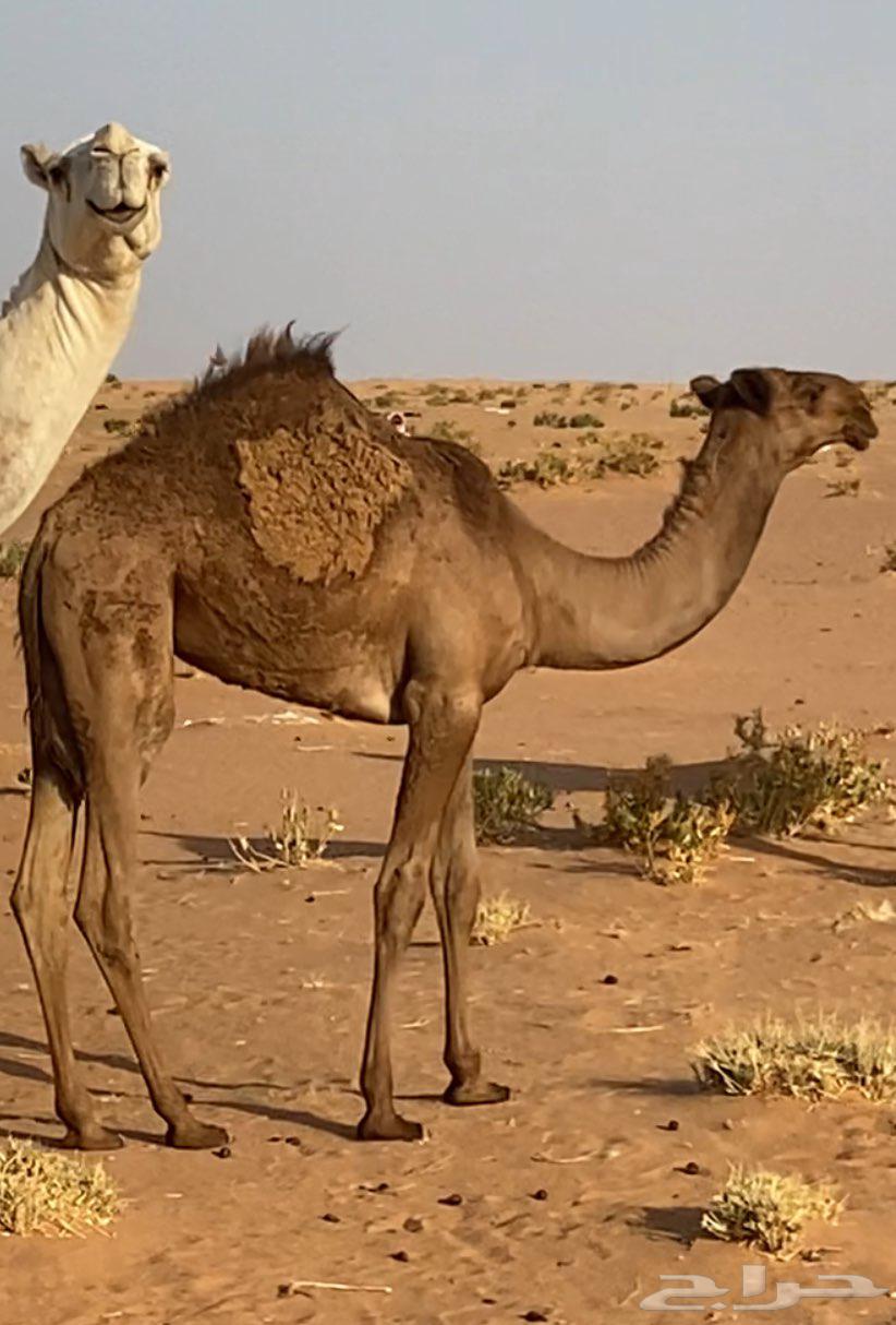 Pomegranate tree for sale, location Shaqra, price 800064381712641411113