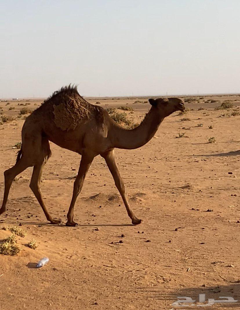 Pomegranate tree for sale, location Shaqra, price 800064381712641411112