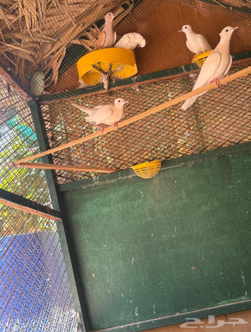 حمام أوربي للبيع64388715947649112