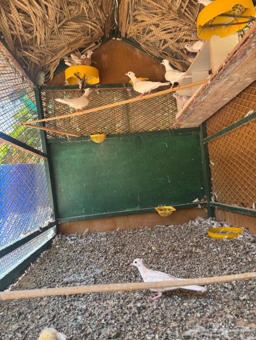 حمام أوربي للبيع64388715947649111