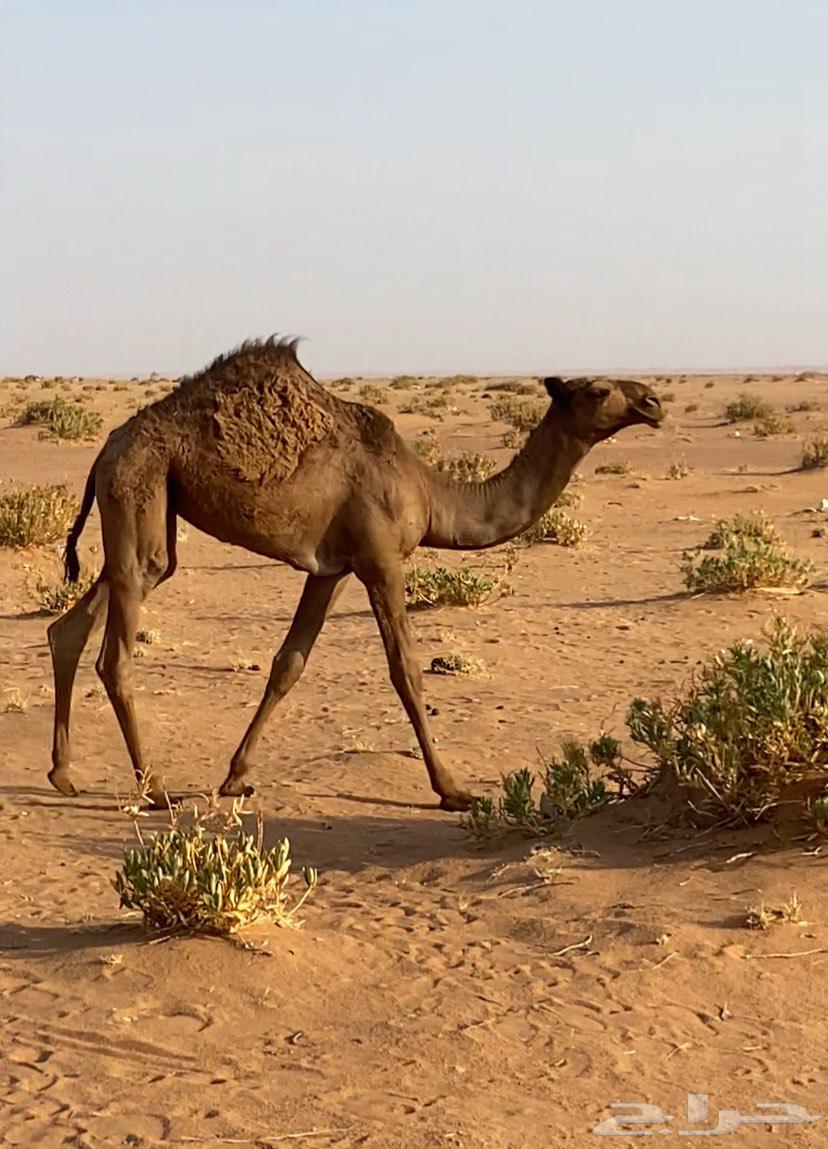 Pomegranate tree for sale, location Shaqra, price 800064381712641411111