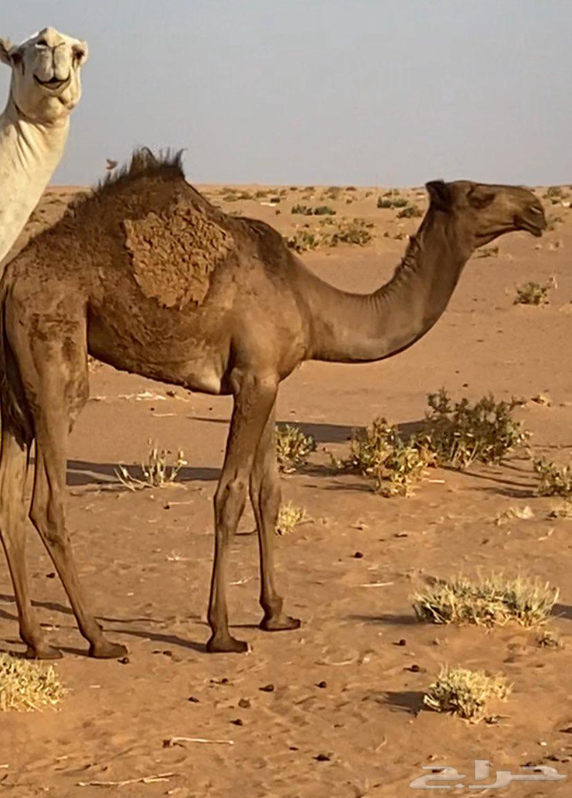 Pomegranate tree for sale, location Shaqra, price 800064381712641411114