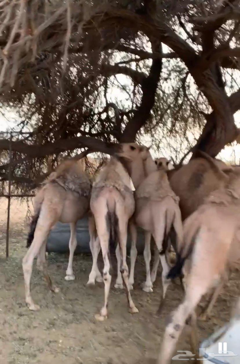 سلام عليكم يوجد حشوان كفو العدد6والسوم 5400 يتوصل الصامل64380609750274113