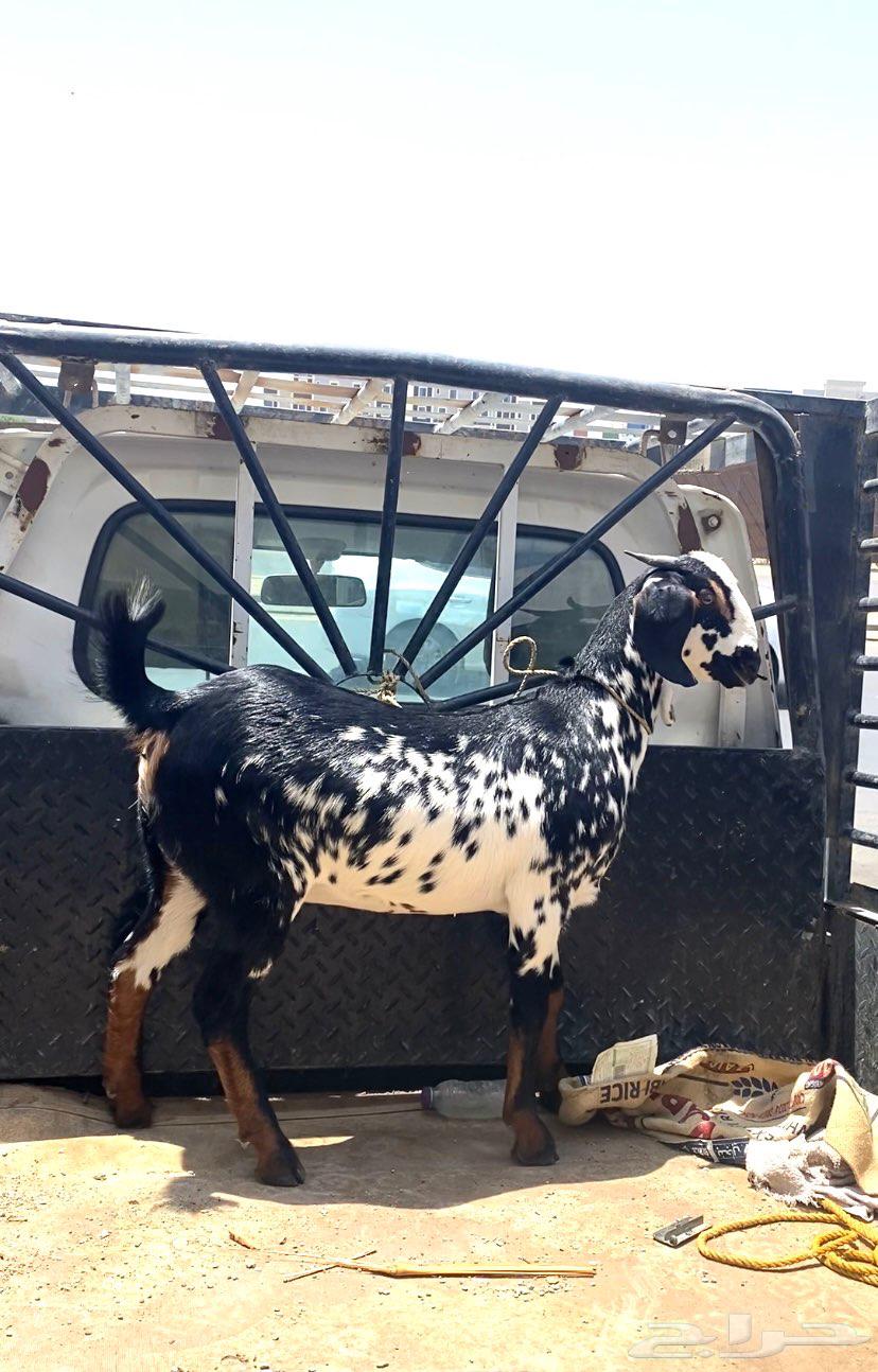 جفره بيشيه فاخره64382942119298111