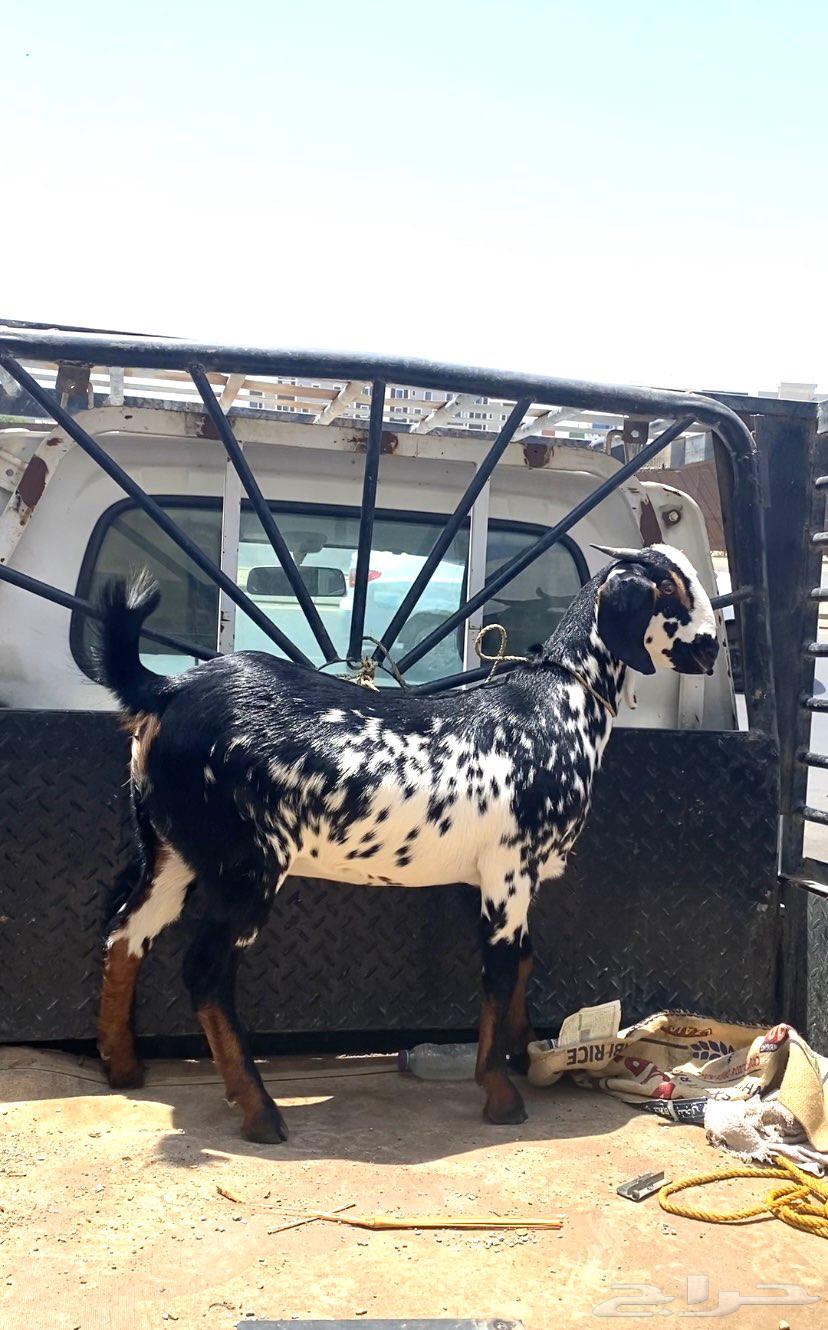 جفره بيشيه فاخره64382942119298110