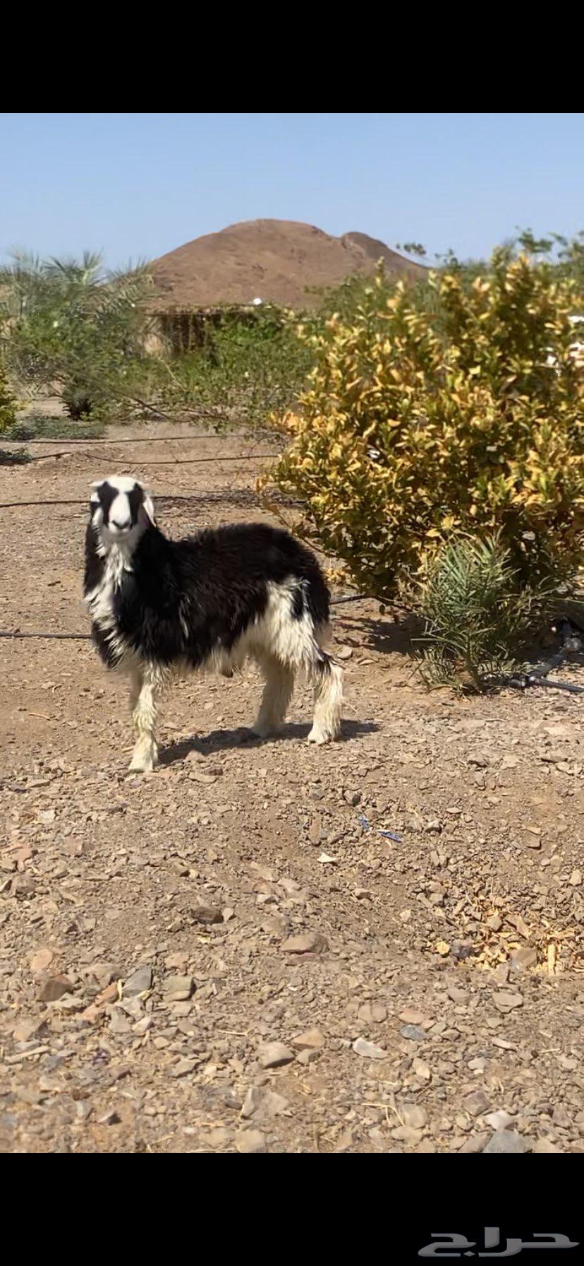 طلي نجدي64384451834627110