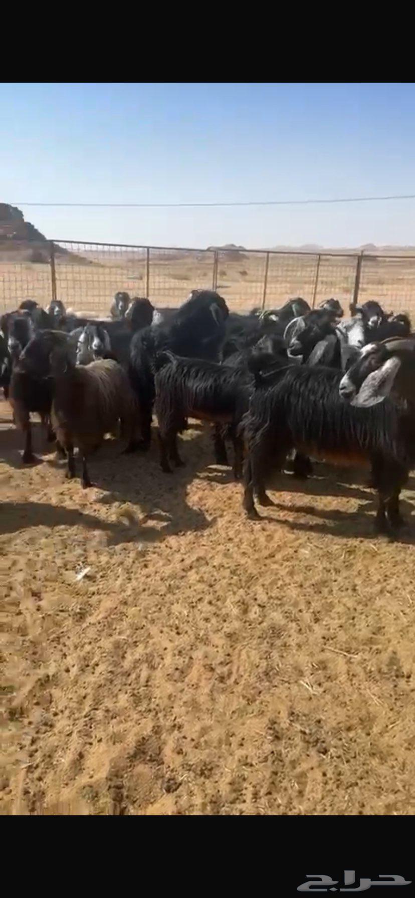 معزا دفيع وضريع مراح نظيف القنايه قربوا64385188305409113