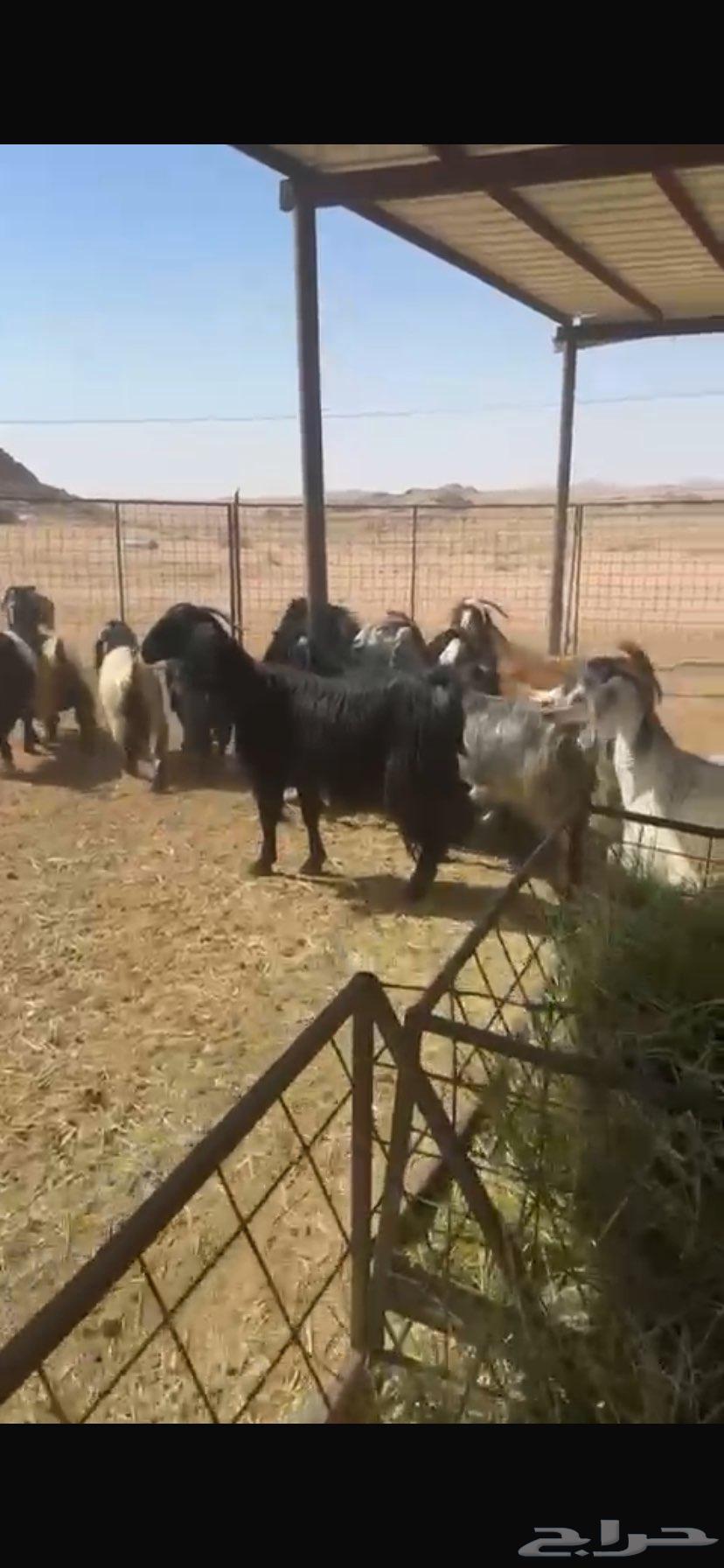 معزا دفيع وضريع مراح نظيف القنايه قربوا64385188305409111