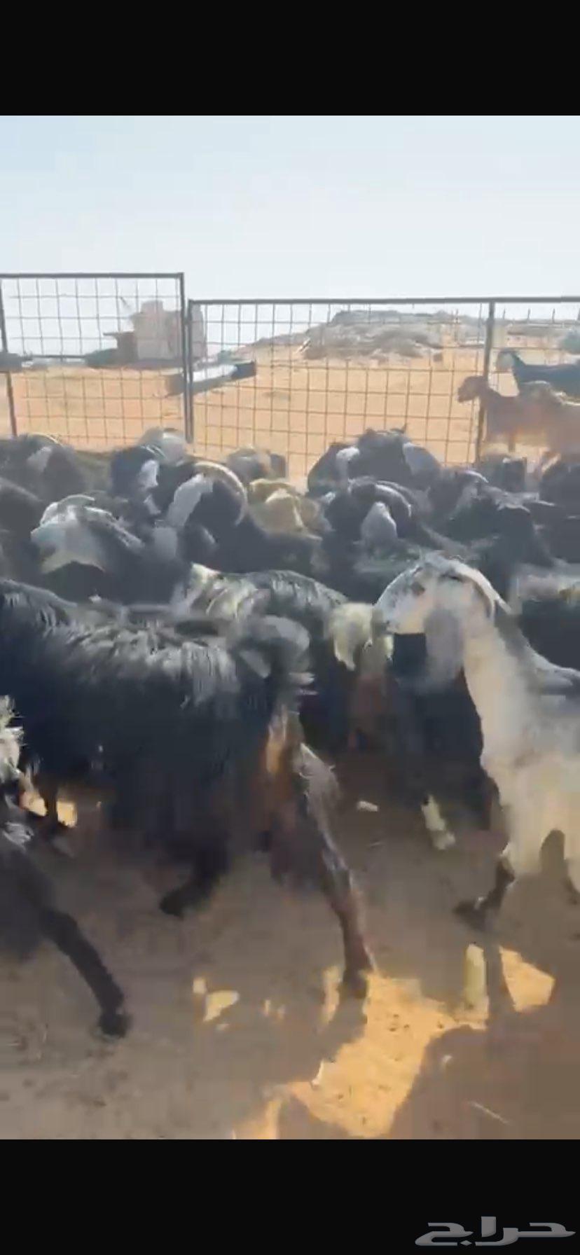 معزا دفيع وضريع مراح نظيف القنايه قربوا64385188305409110