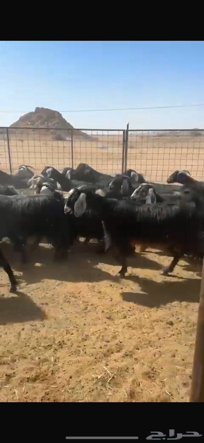 معزا دفيع وضريع مراح نظيف القنايه قربوا64385188305409114