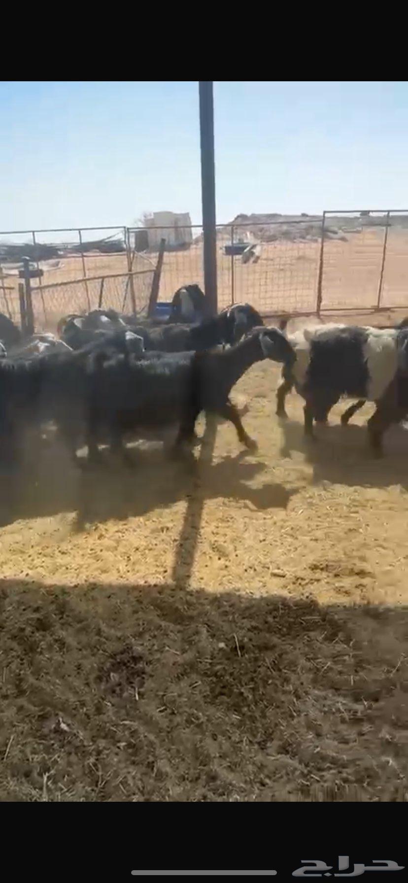 معزا دفيع وضريع مراح نظيف القنايه قربوا64385188305409112