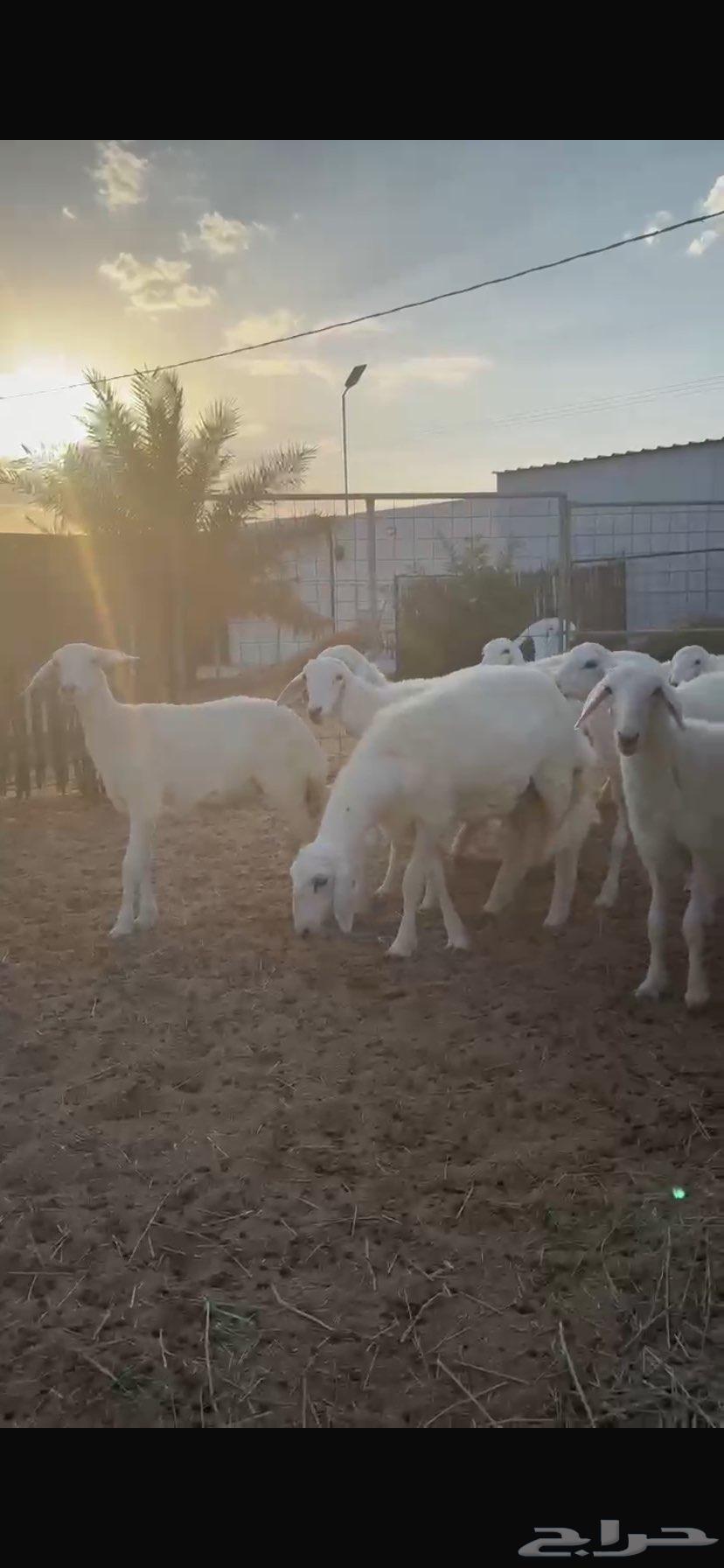 رخال منوة القناي مراح خوات بعض ونظيفات64391421493635110