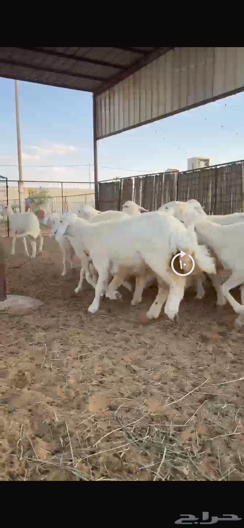 رخال منوة القناي مراح خوات بعض ونظيفات64391421493635111