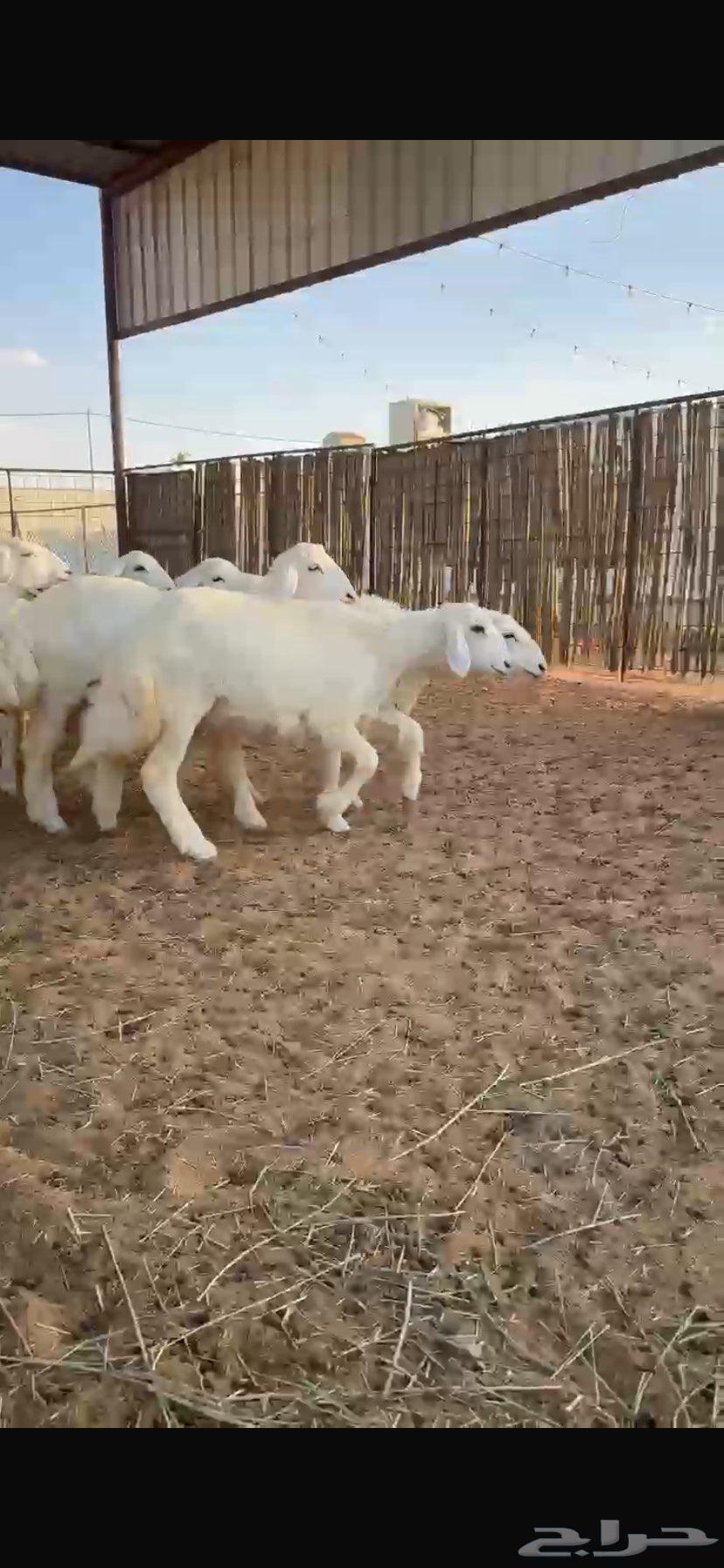 رخال منوة القناي مراح خوات بعض ونظيفات64391421493635113