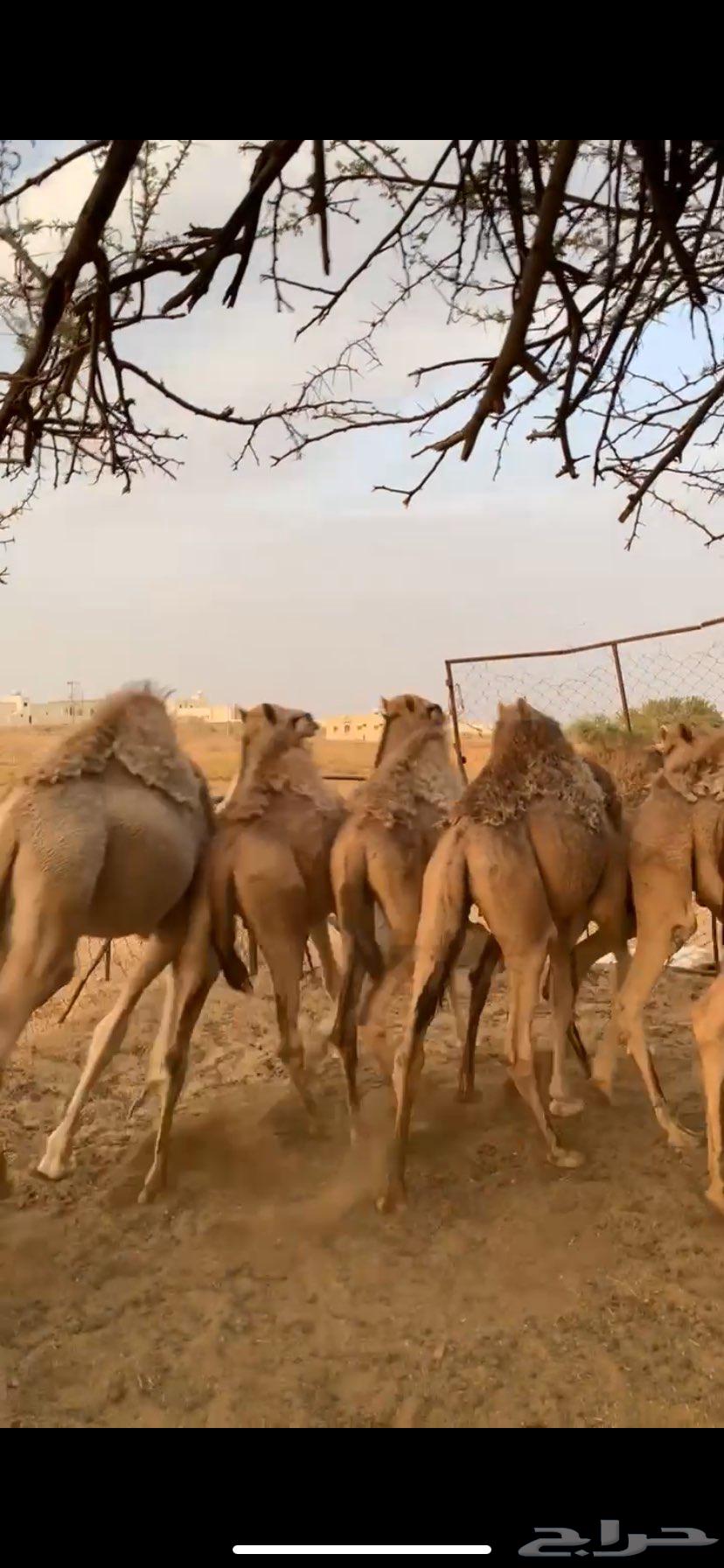 سلام عليكم يوجد حشوان كفو العدد6والسوم 5400 يتوصل الصامل64380609750274112