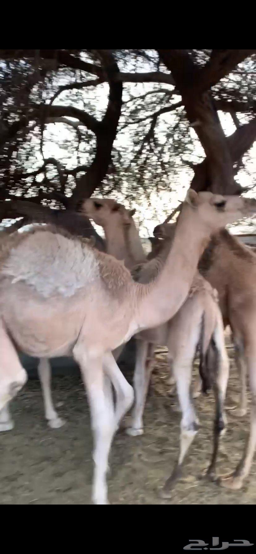 سلام عليكم يوجد حشوان كفو العدد6والسوم 5400 يتوصل الصامل64380609750274110