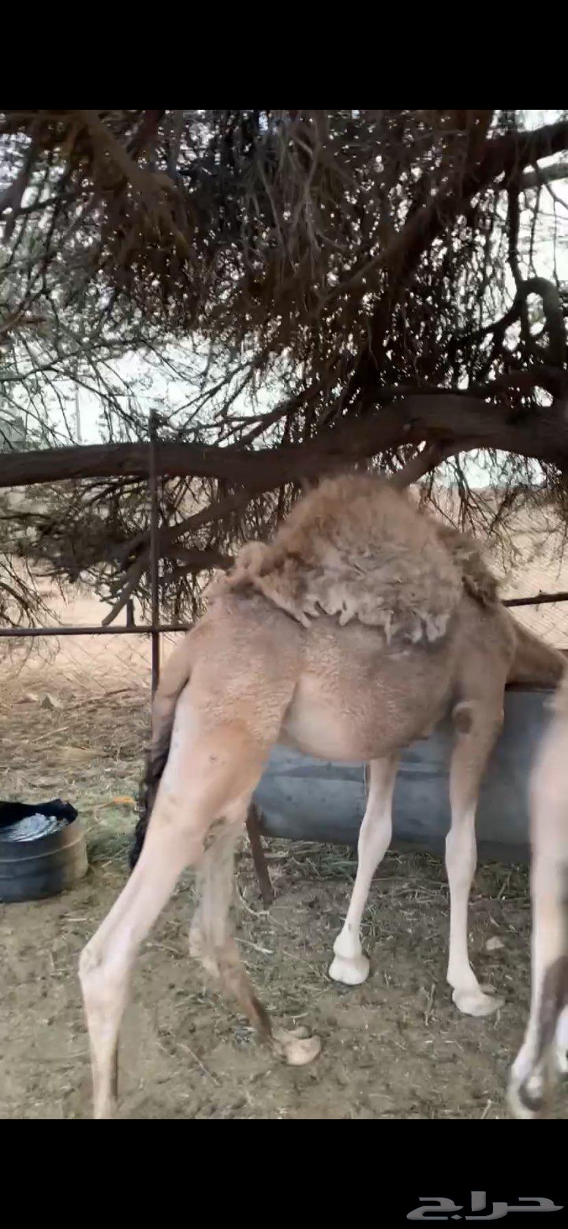 سلام عليكم يوجد حشوان كفو العدد6والسوم 5400 يتوصل الصامل64380609750274111