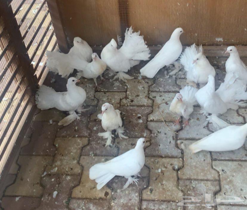 حمام رقاص وصنعاني64388315648514110