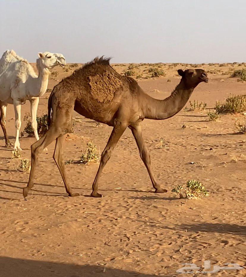 Pomegranate tree for sale, location Shaqra, price 800064381712641411110