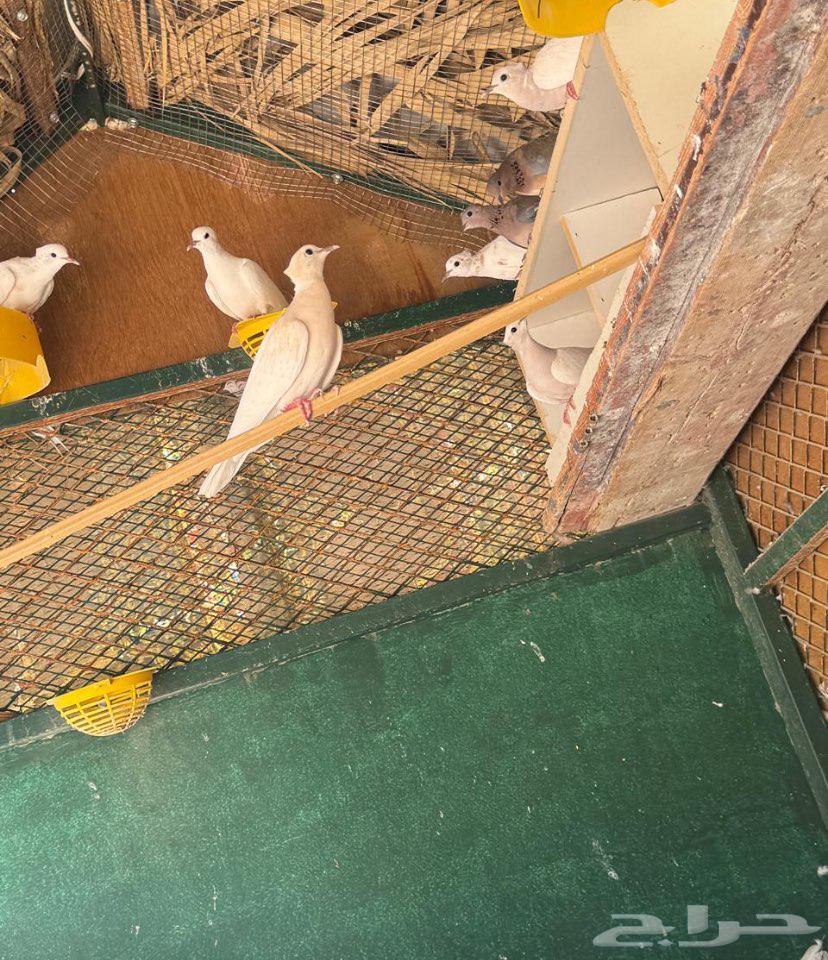حمام أوربي للبيع64388715947649110