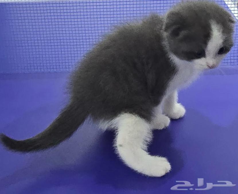قط للبيع64382459833602112