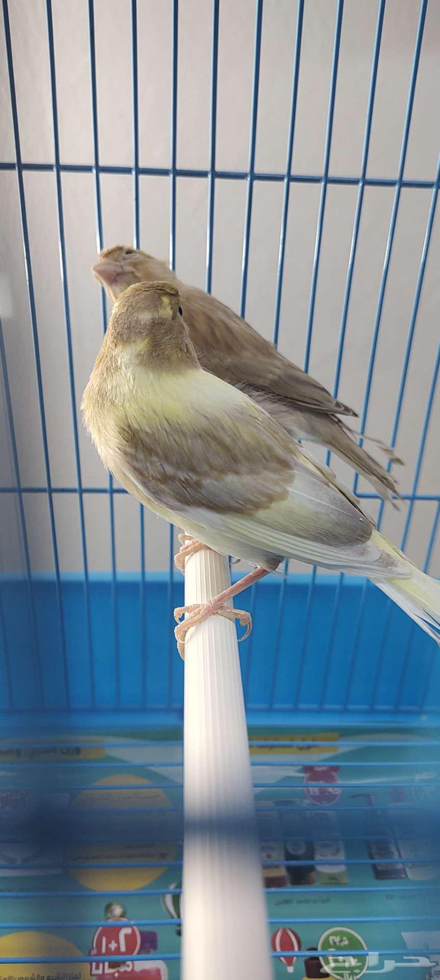My Canary Chicks, Good Quality64392114534913111