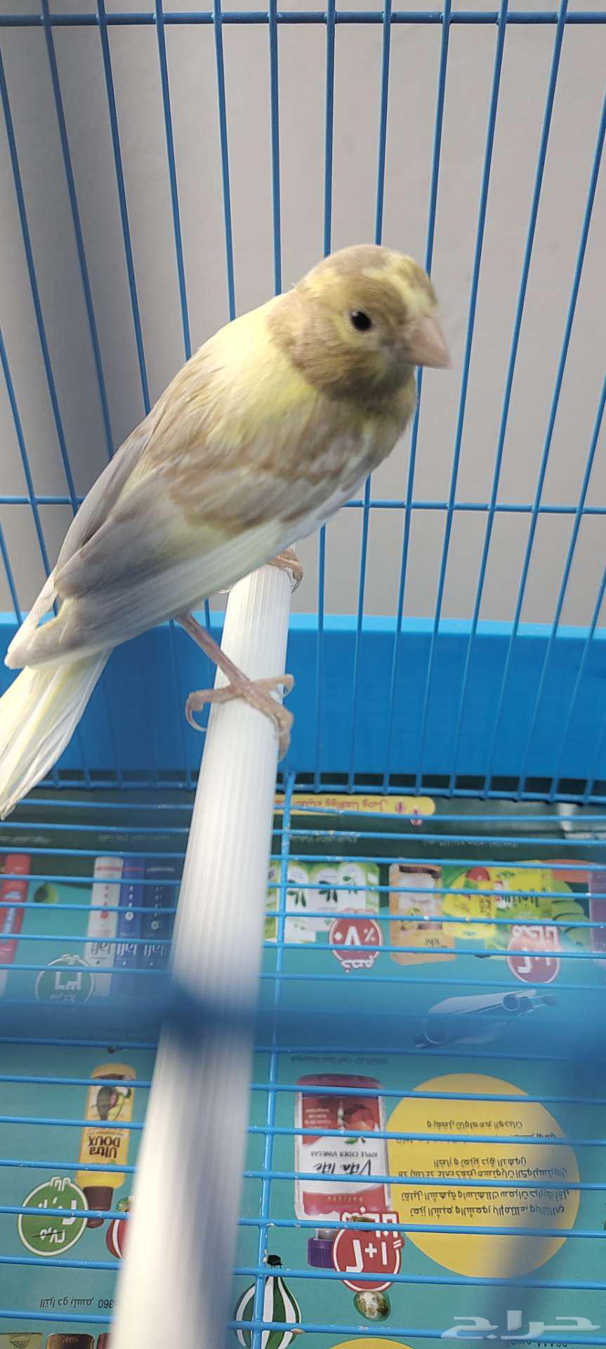 My Canary Chicks, Good Quality64392114534913113