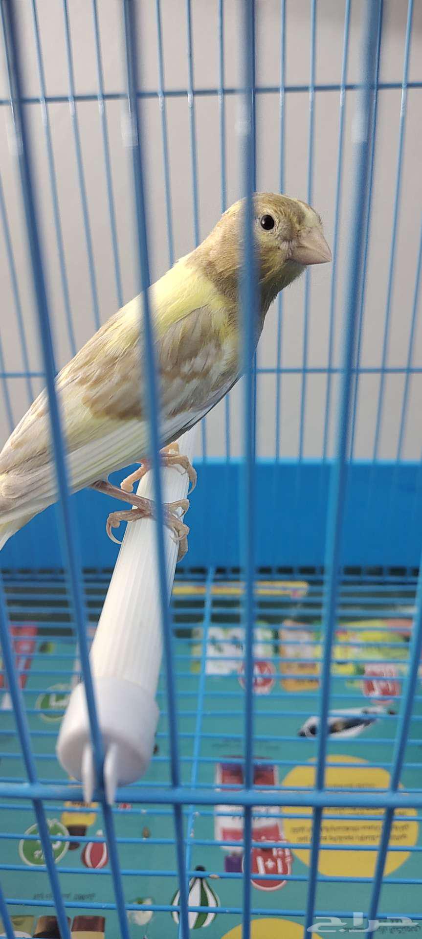 My Canary Chicks, Good Quality64392114534913110