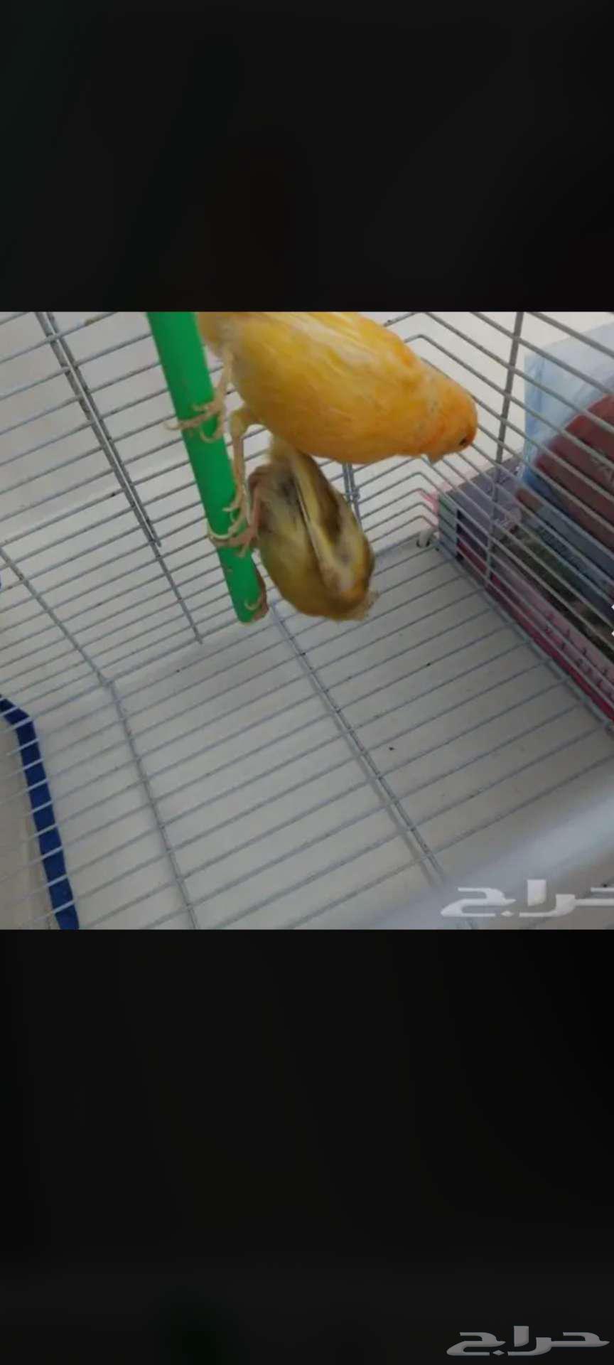 زوج كناري للبيع64384134334338112