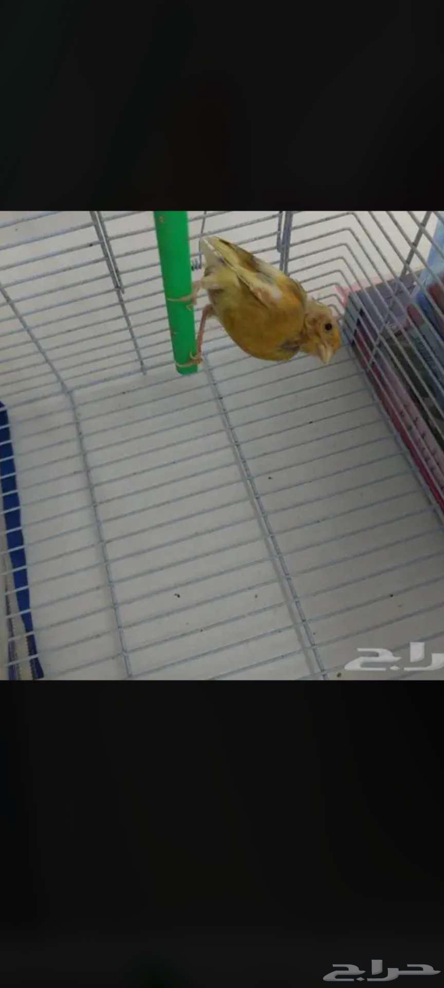 زوج كناري للبيع64384134334338113