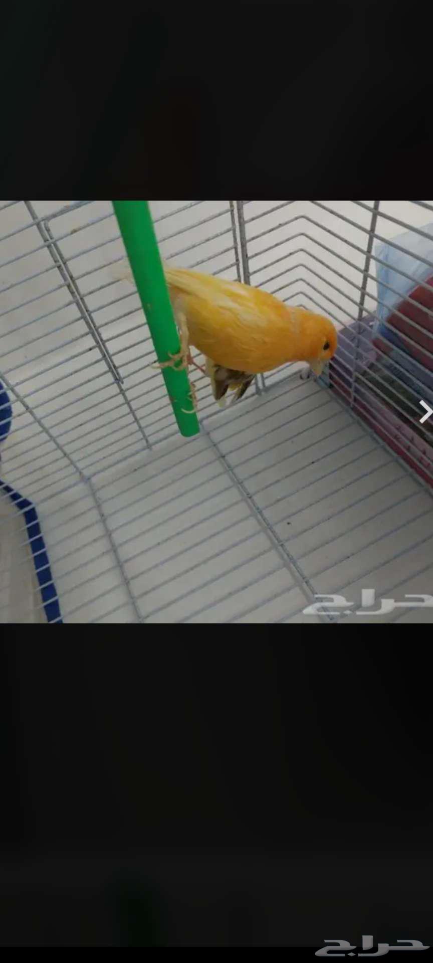 زوج كناري للبيع64384134334338111