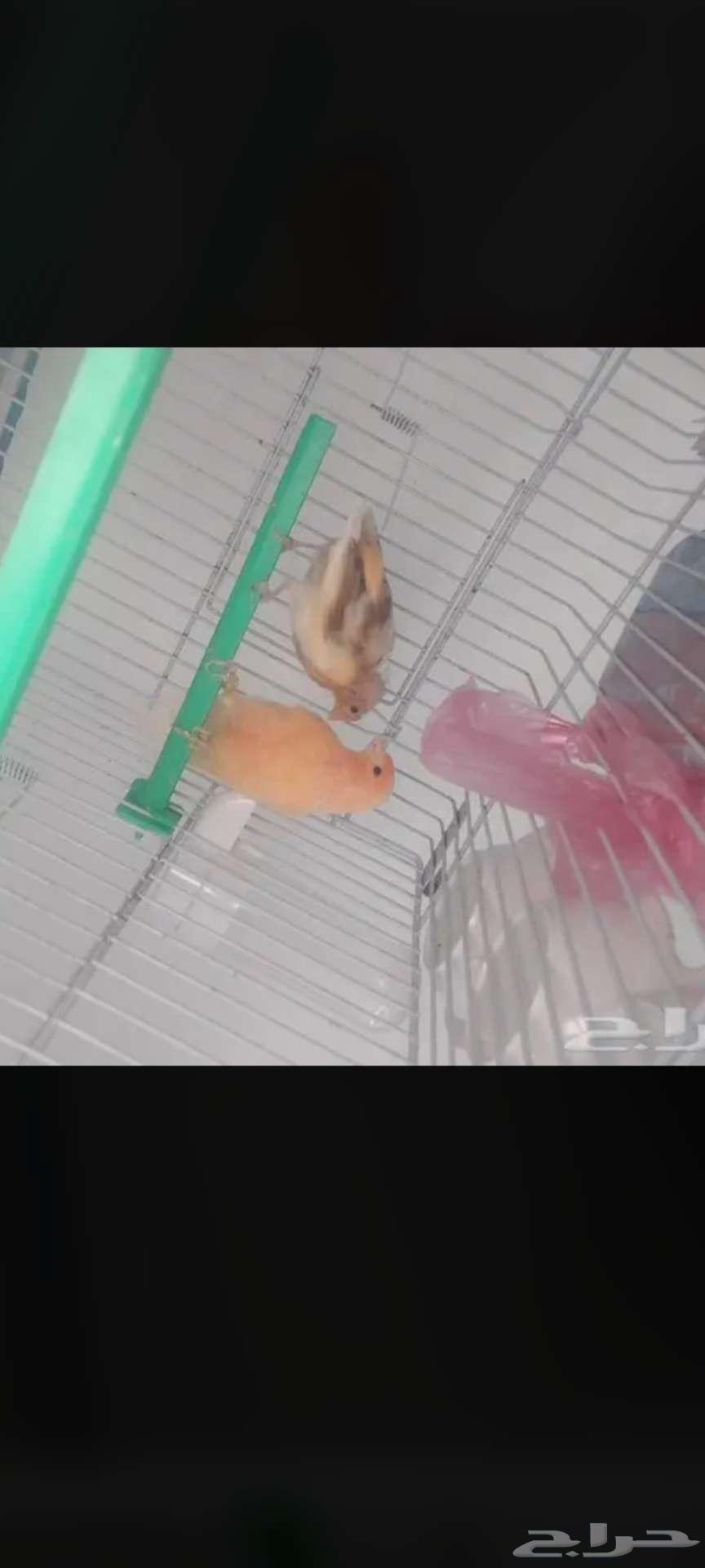 زوج كناري للبيع64384134334338110