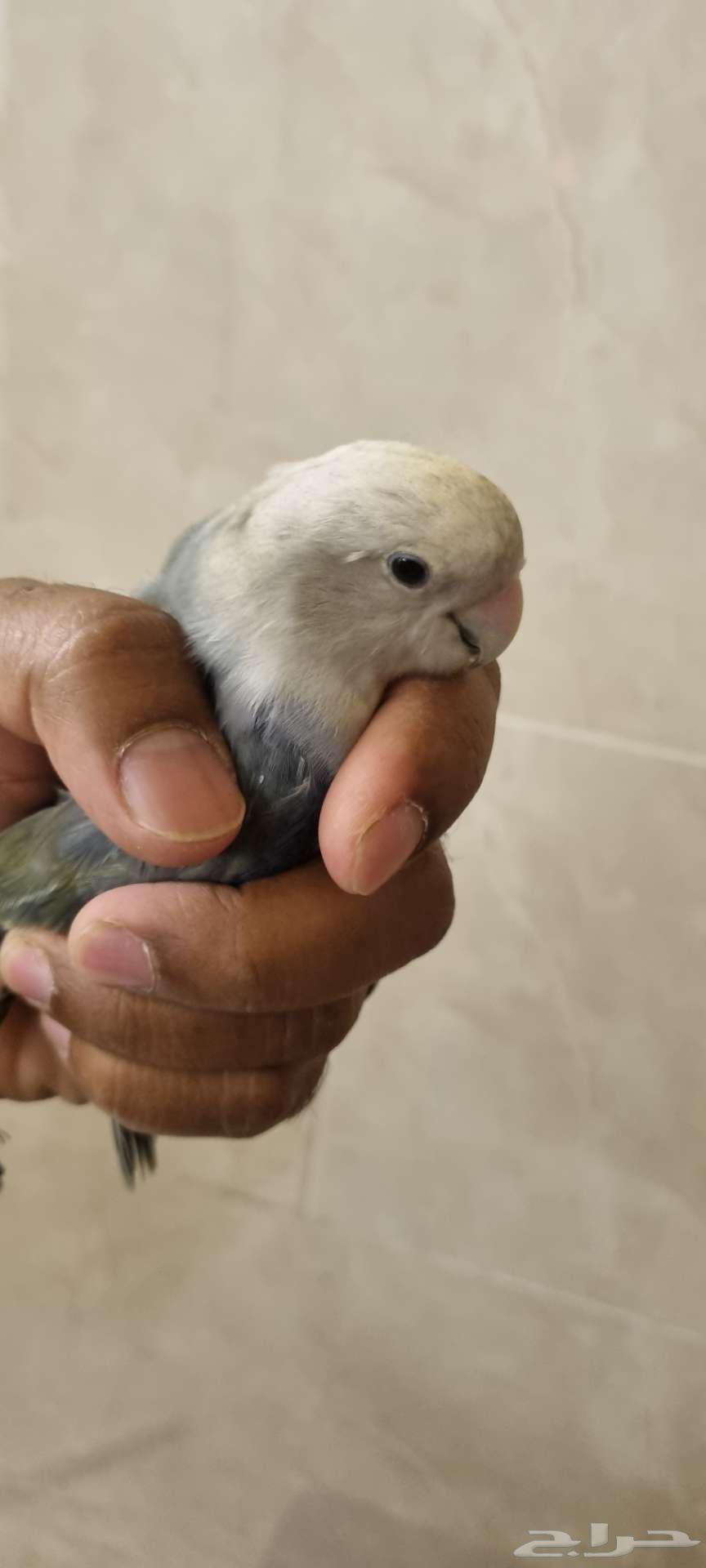 طيور روز64384938923651114