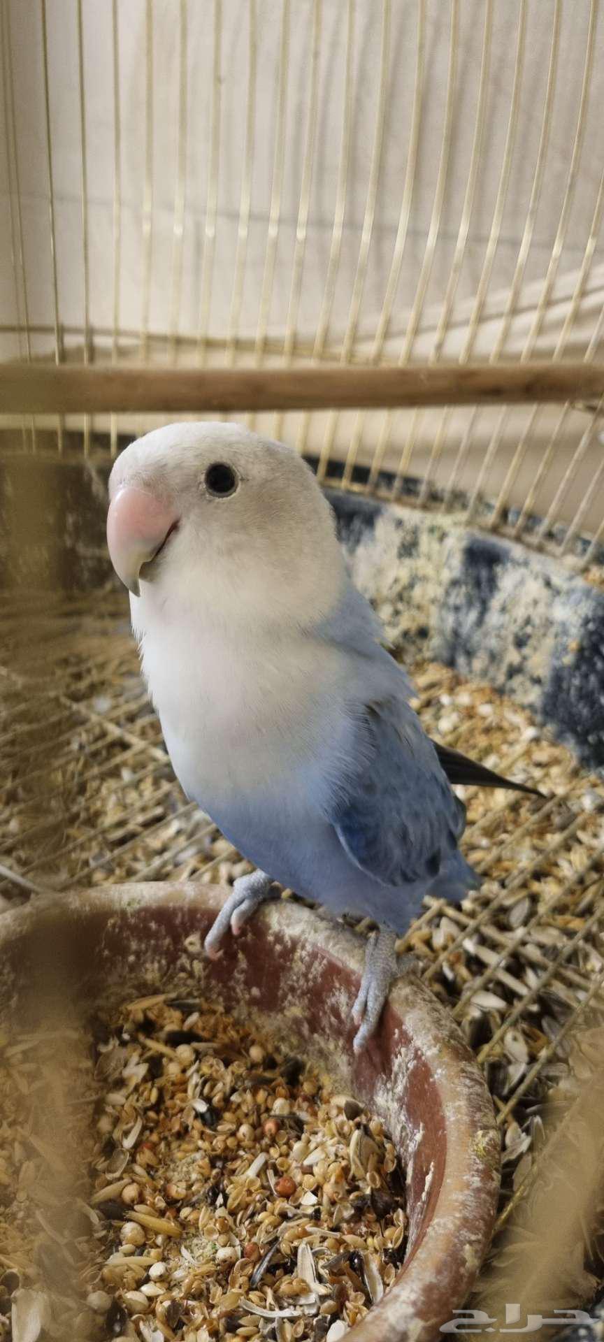 طيور روز64384938923651113