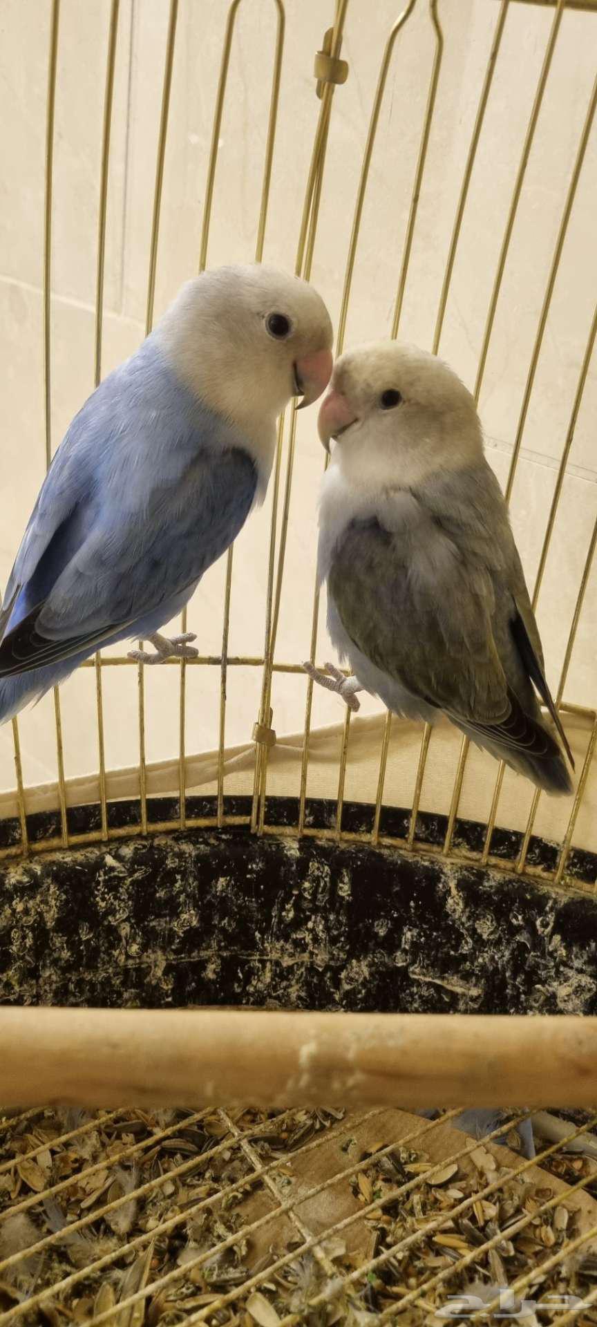 طيور روز64384938923651111