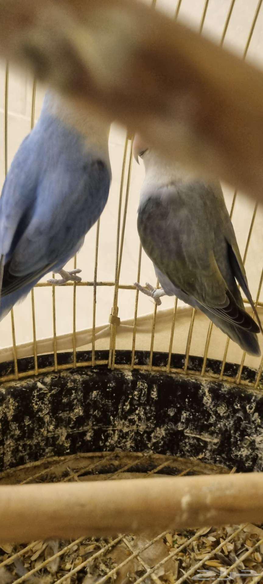 طيور روز64384938923651112