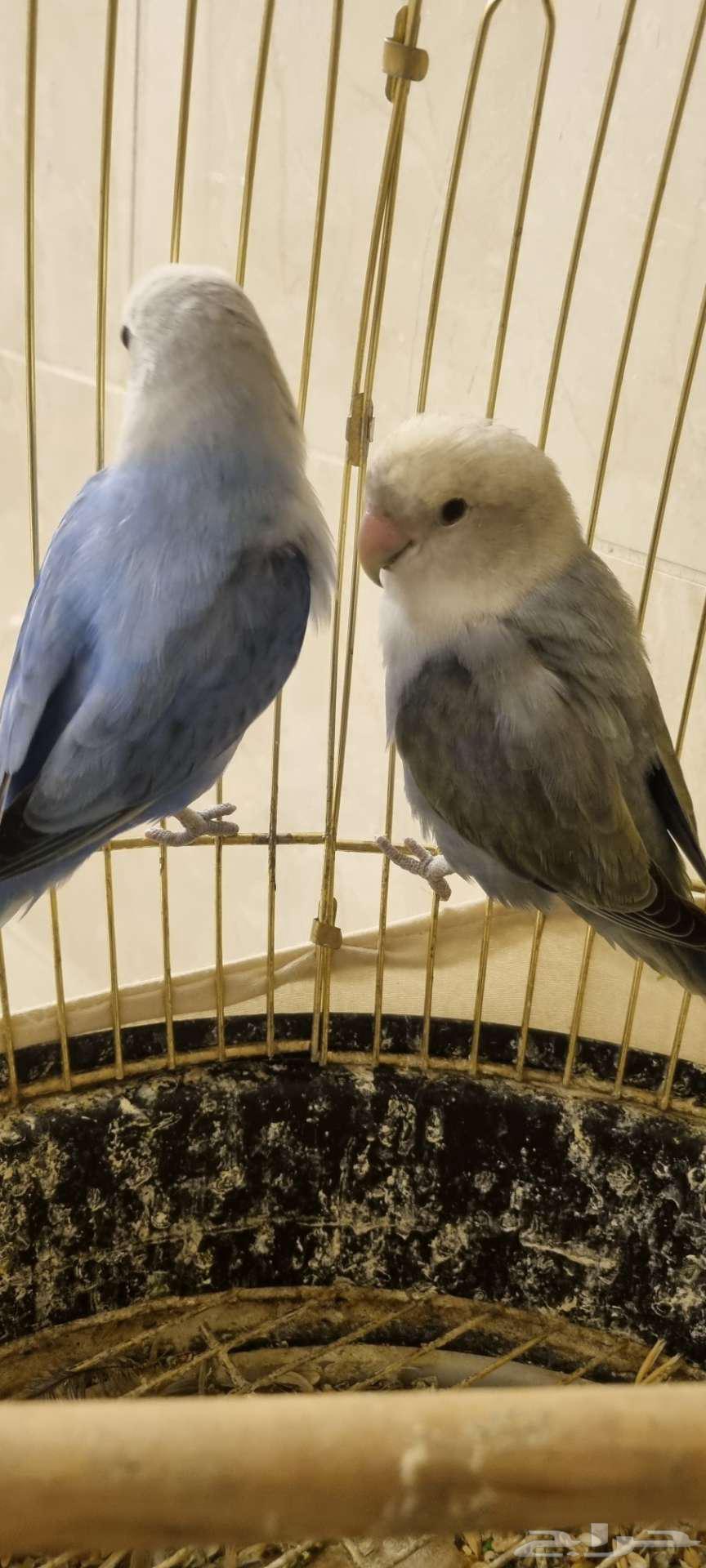 طيور روز64384938923651110