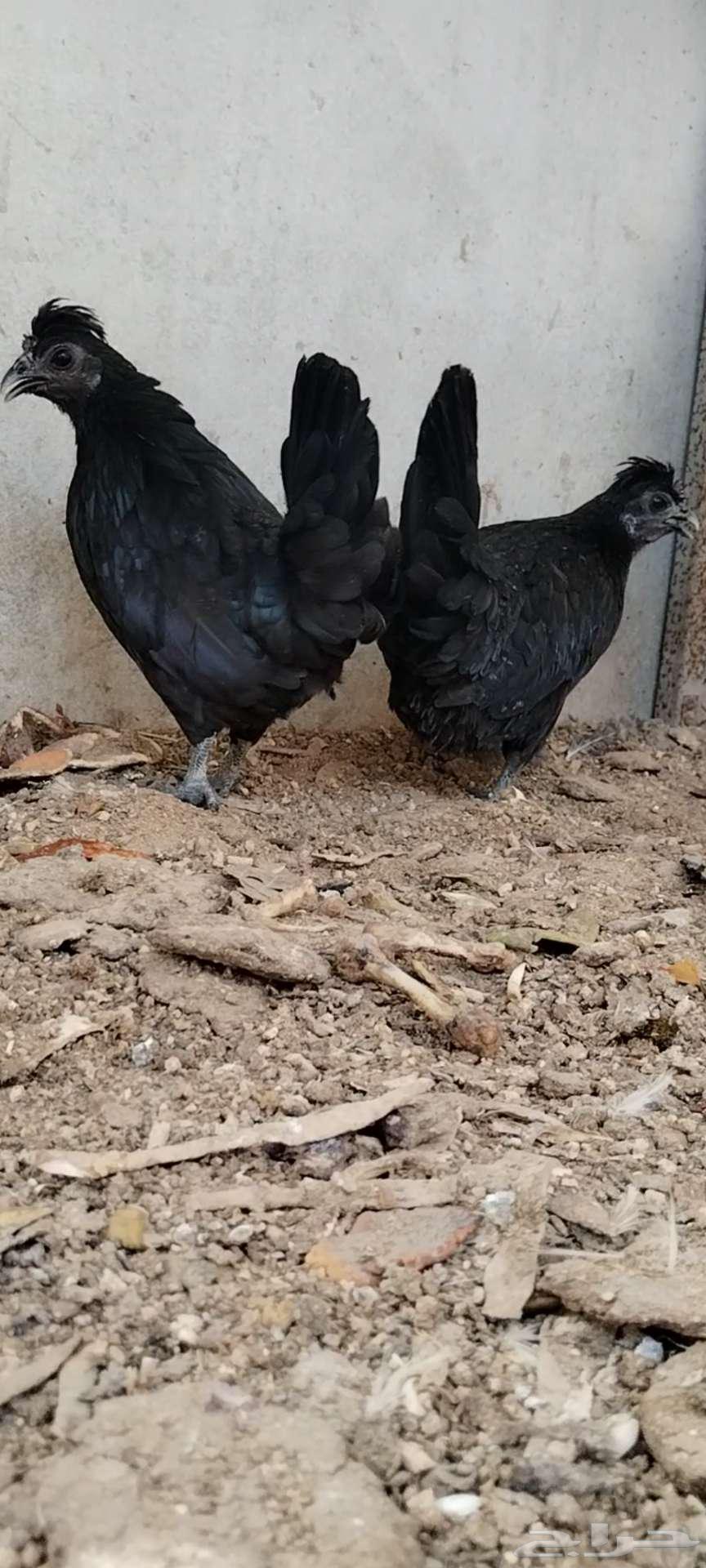 للبيع 3 دجاجات64388371602691112