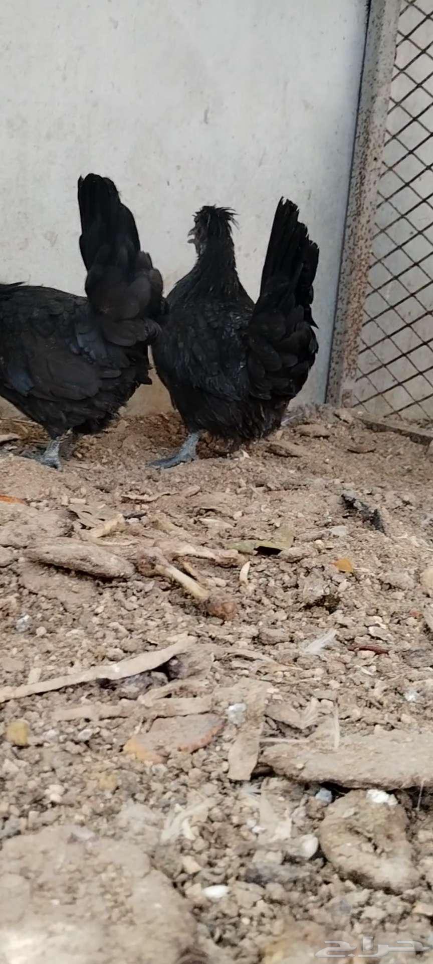 للبيع 3 دجاجات64388371602691111